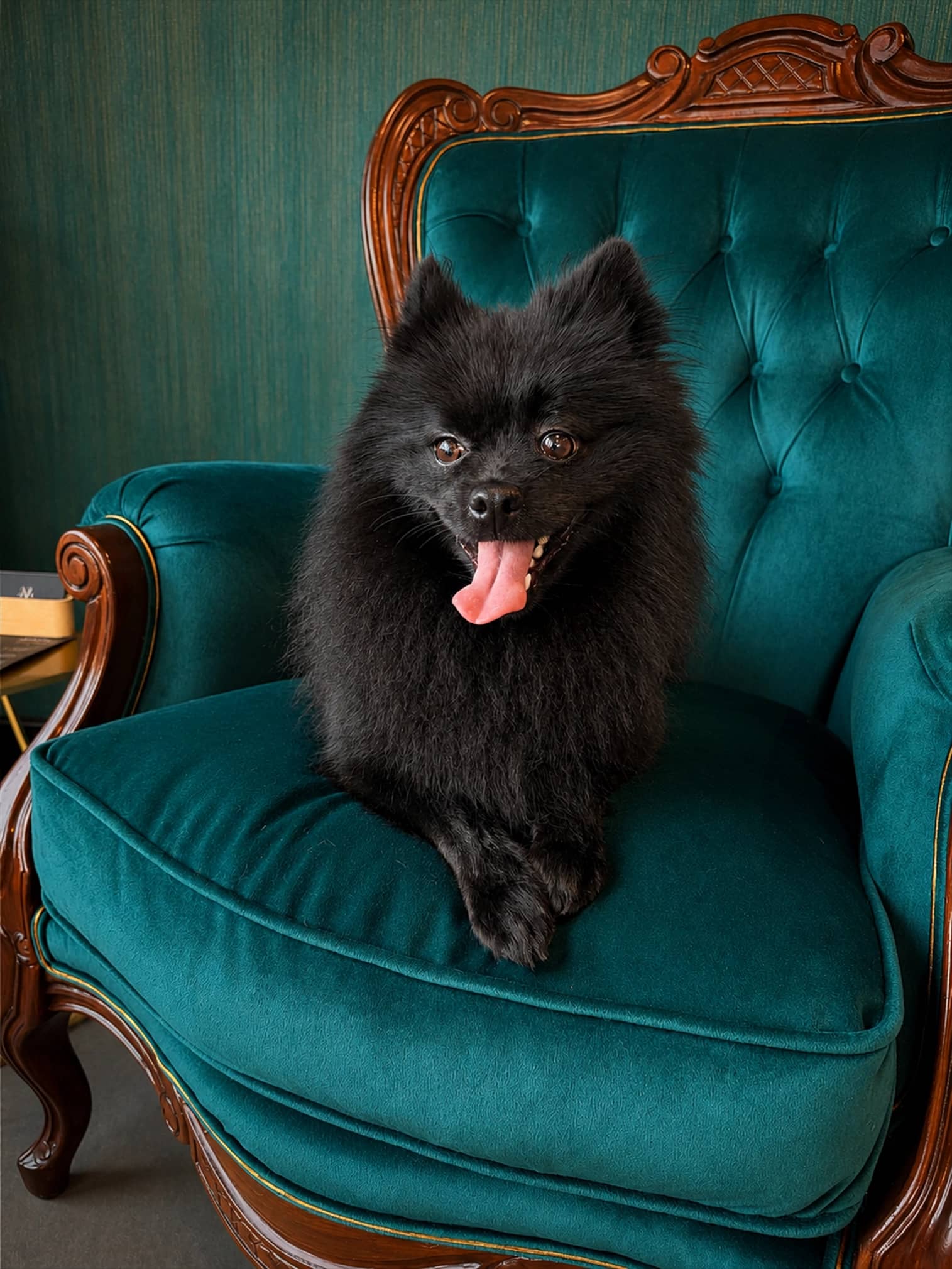 Cuidado integral canino en Maison Vigo, Vigo