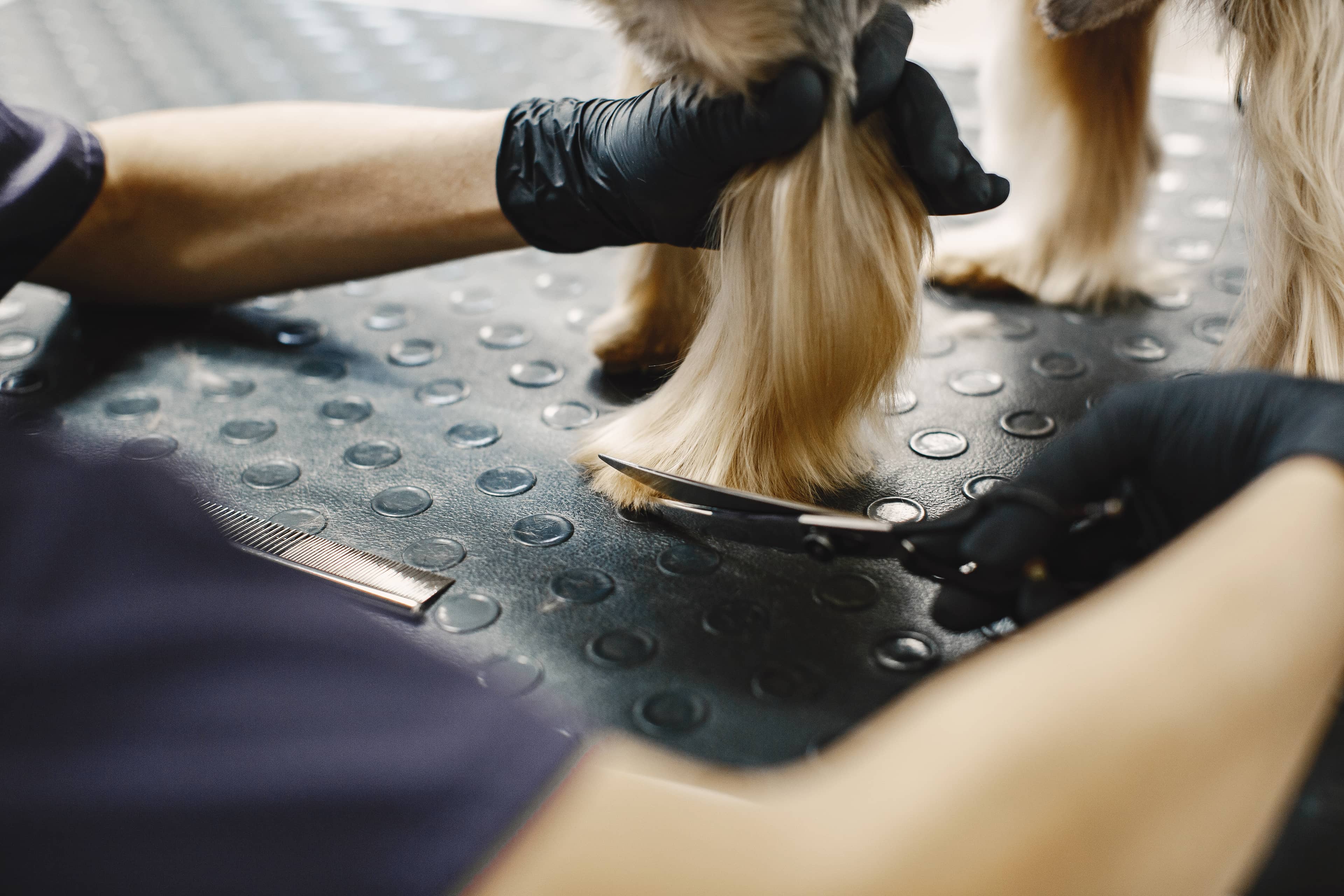 Peluquería canina Maison Vigo en Vigo
