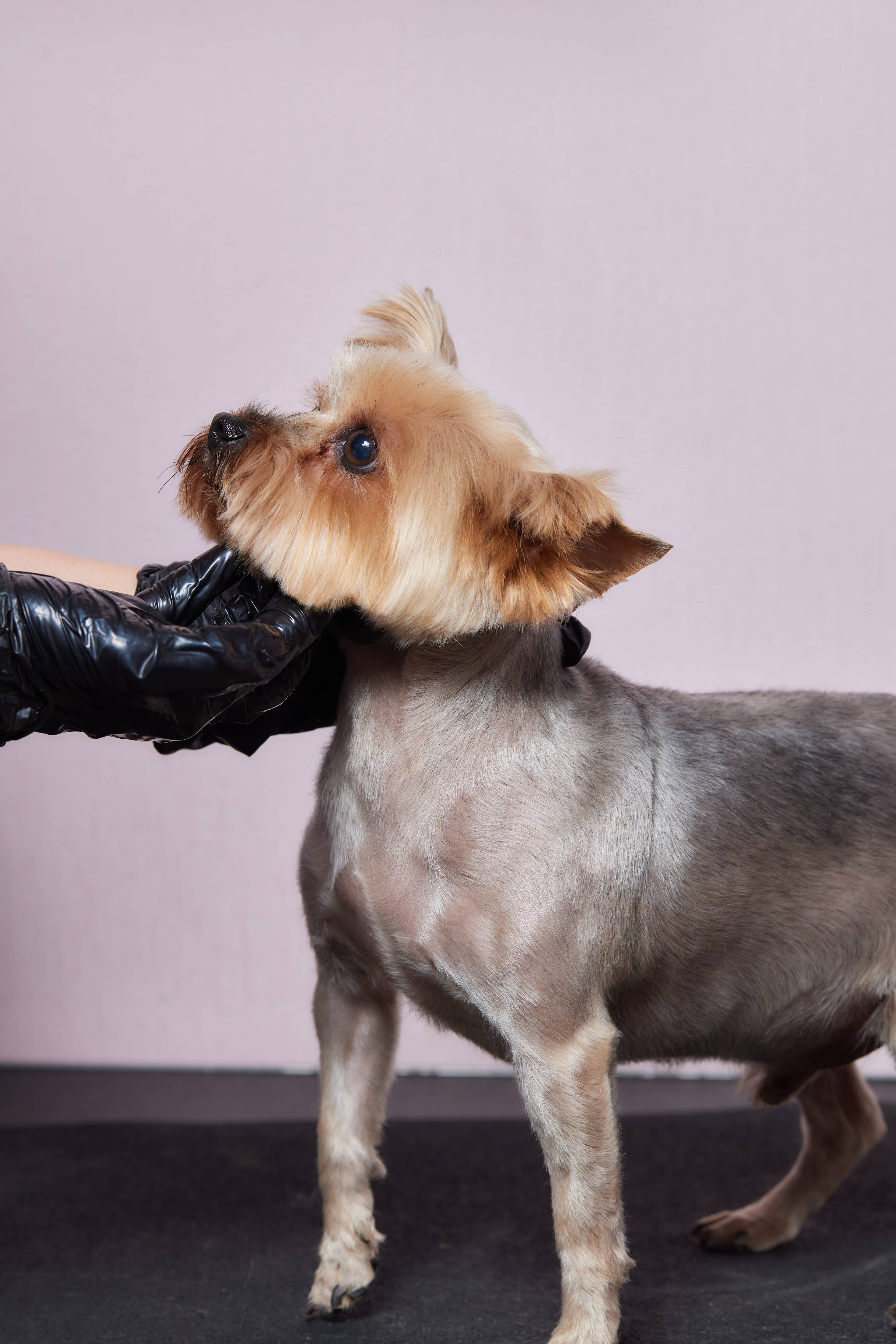 Espacio de grooming en Maison Vigo, Vigo