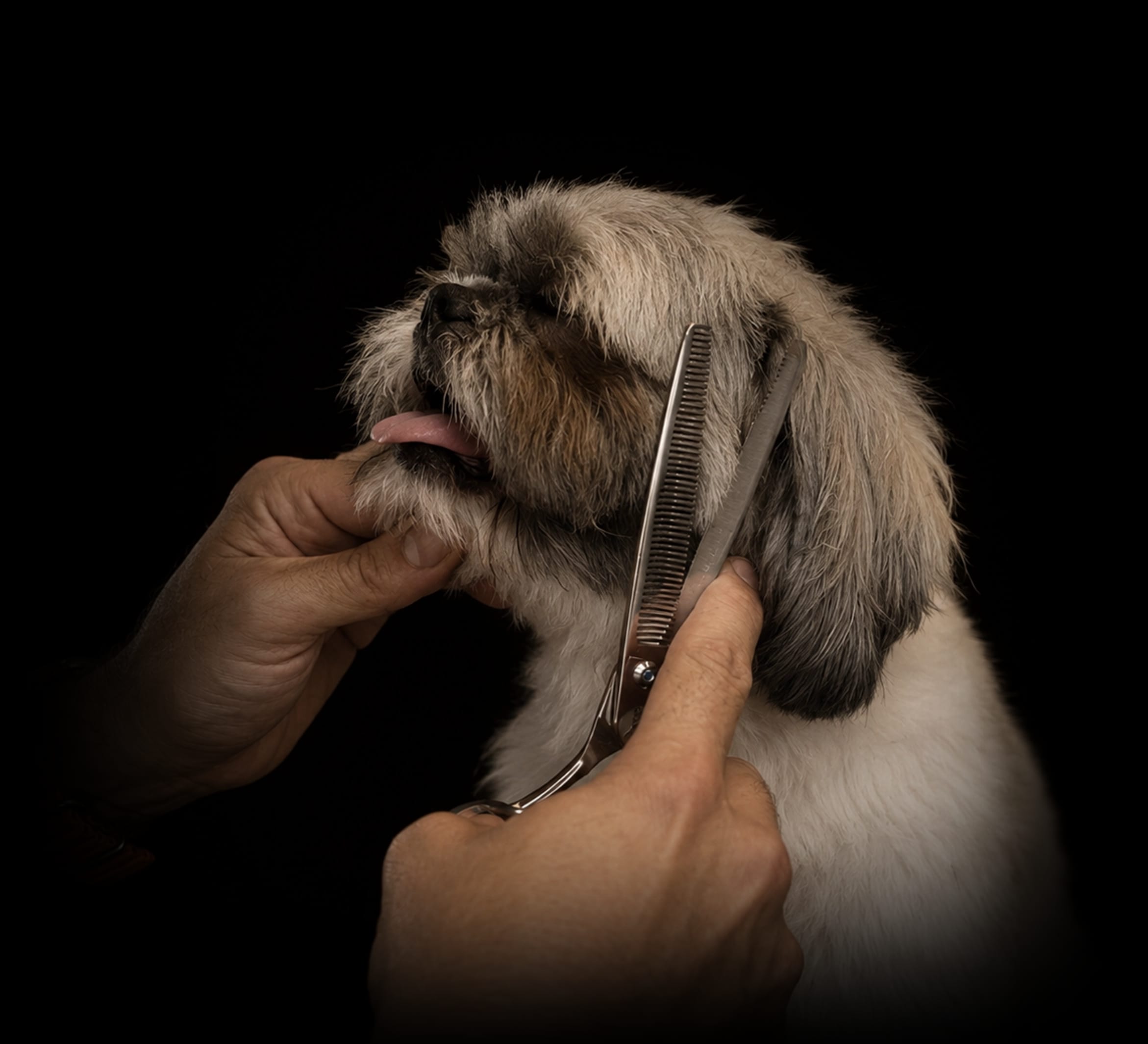 Grooming canino profesional en Maison Vigo, Vigo