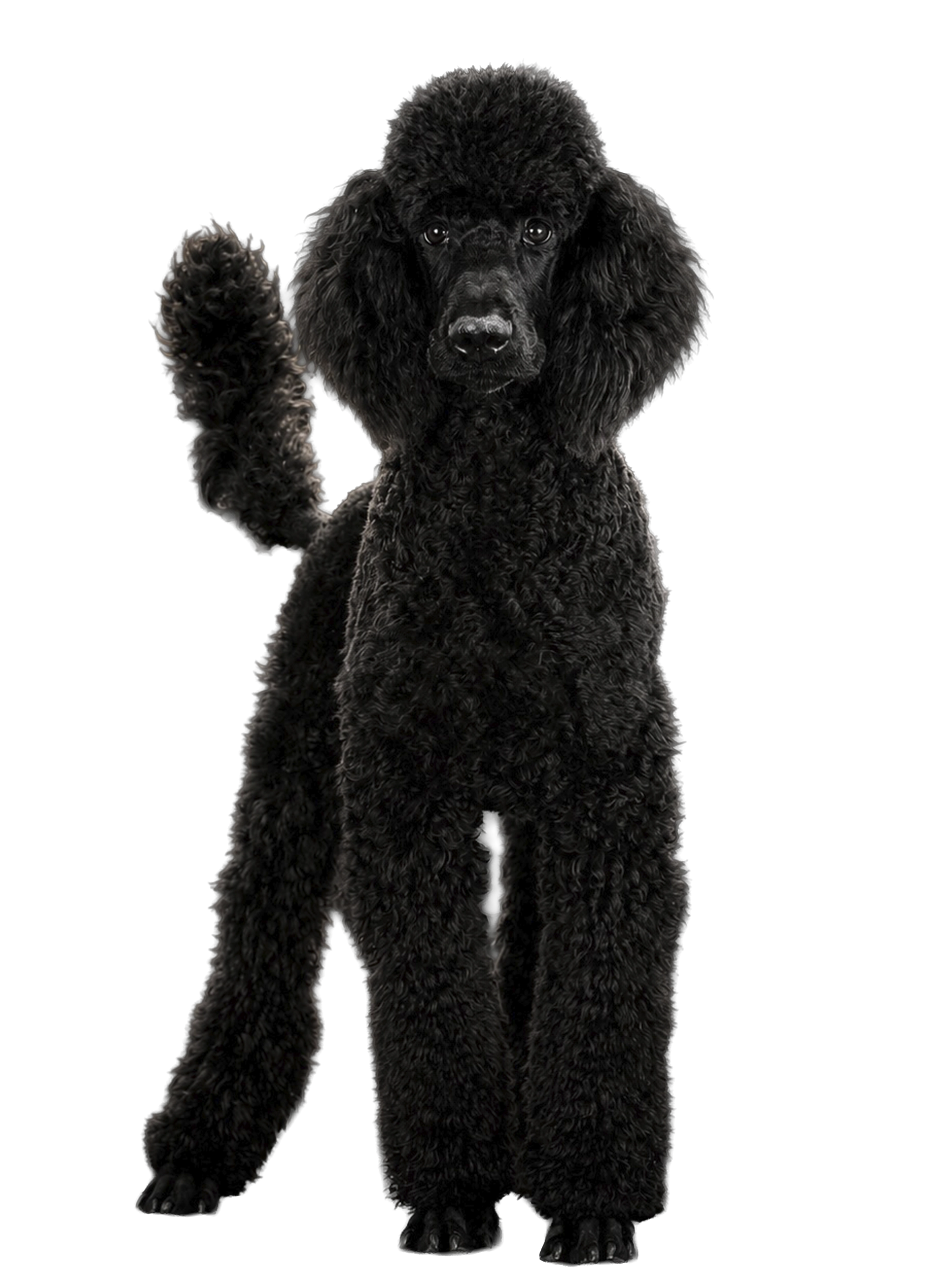 Caniche tras sesión de grooming en Maison Vigo, peluquería canina en Vigo